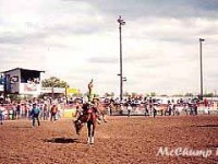 Bucking Horse Sale 2003