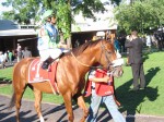 Arlington Million Day, Arlington Park 2006