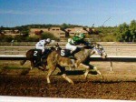 mules