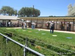 Elko County Fair