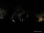 Carlsbad Caverns
