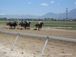 Laurel Brown Race Track
