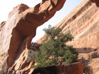 Arches National Park