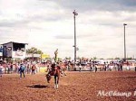 Bucking Horse Sale