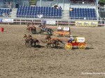 omak2011rodeo4 1