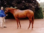 coolmore 99 10