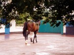 coolmore 99 13