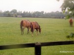 coolmore 99 3