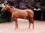 coolmore 99 8