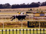 lingfield 99 10