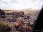 petrified forest 01 1