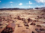 petrified forest 01 2