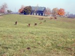 lex horse farm 01 j2