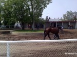 Paddock, Rocky Mountain Turf Club