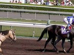 Santa Anita, Breeders Cup, 2003