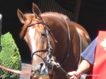 Arlington Million Day, Arlington Park 2006
