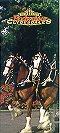 Clydesdales